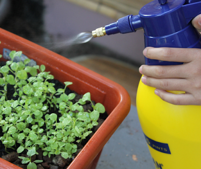 serunya mengajak anak berkebun untuk mengisi liburannya di rumah