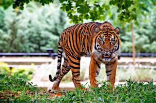 liburan keluarga ke kebun binatang ragunan. tapi bingung cari penginapannya? satwa liar, harimau