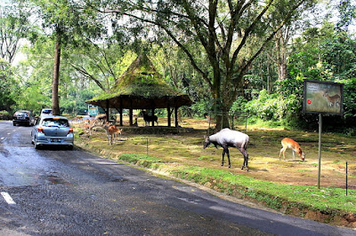 4-Tempat-Wisata-Bogor-yang-Direkomendasikan taman safari indonesia, tempat wisata yang wajib kamu kunjungi
