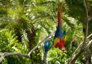 Kebun binatang bali