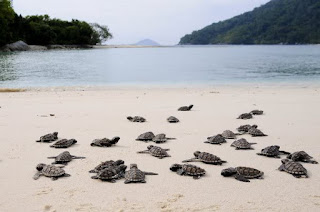 Tempat wisata, pulau penyu