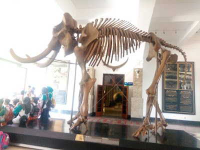 serunya-liburan-ke-museum-geologi-bandung-dan-naik-bandros fosil dinosaurus di museum geologi bandung