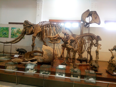 serunya-liburan-ke-museum-geologi-bandung-dan-naik-bandros fosil