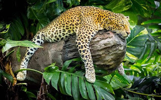 Harimau